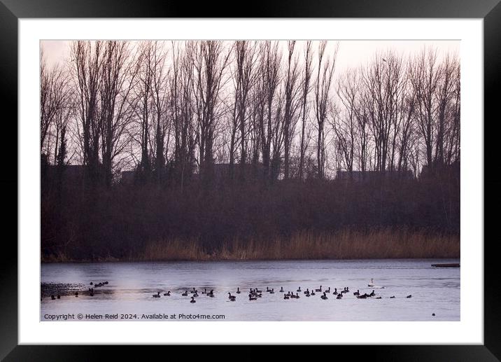 A flock of ducks swimming under a sunlight tree line Framed Mounted Print by Helen Reid