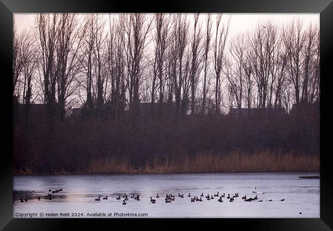 A flock of ducks swimming under a sunlight tree line Framed Print by Helen Reid