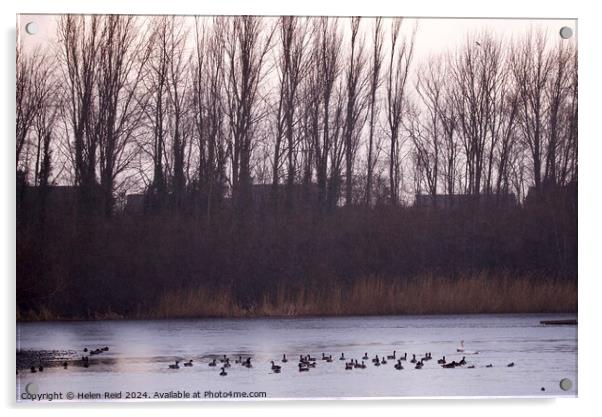 A flock of ducks swimming under a sunlight tree line Acrylic by Helen Reid