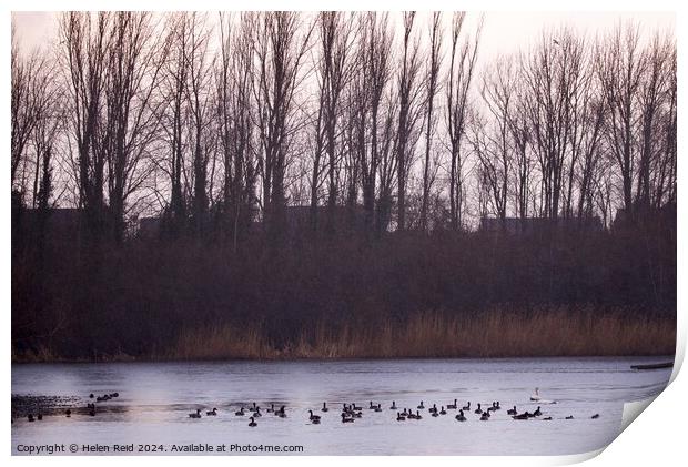 A flock of ducks swimming under a sunlight tree line Print by Helen Reid