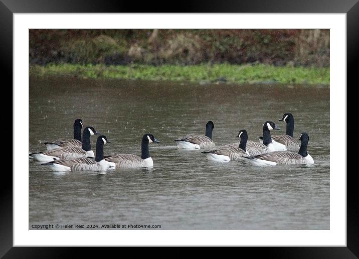 Canada geese flock swimming with their backs towards the vamera  Framed Mounted Print by Helen Reid