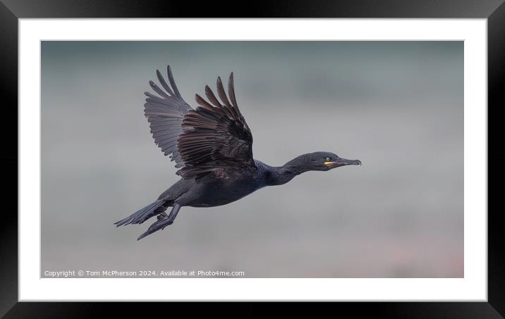 Shag at Burghead Framed Mounted Print by Tom McPherson