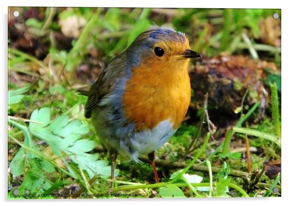 Robin Redbreast Acrylic by ANDY MORROW