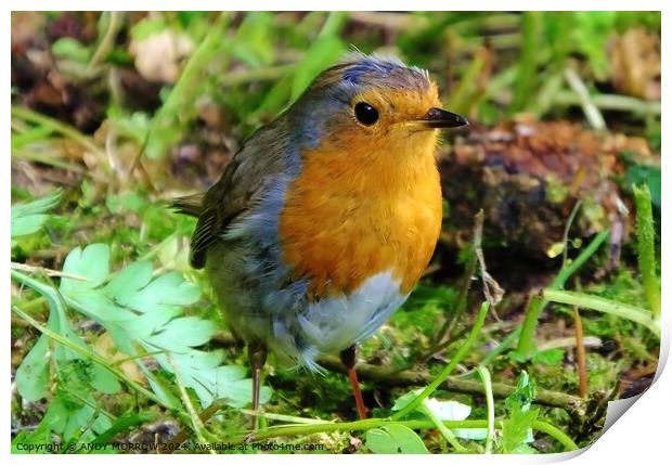 Robin Redbreast Print by ANDY MORROW