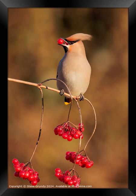 Bohemian Waxwing with Red Berry Framed Print by Steve Grundy