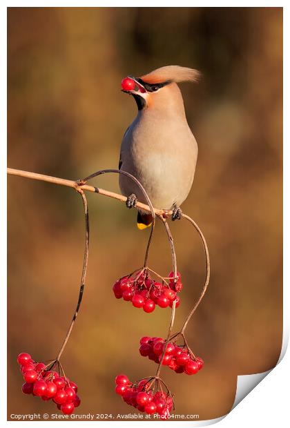 Bohemian Waxwing with Red Berry Print by Steve Grundy