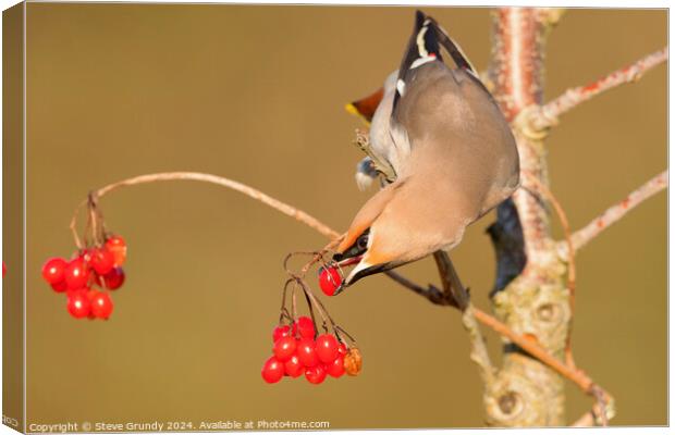 Bohemian Waxwing, with Red Berry  Canvas Print by Steve Grundy