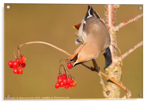 Bohemian Waxwing, with Red Berry  Acrylic by Steve Grundy