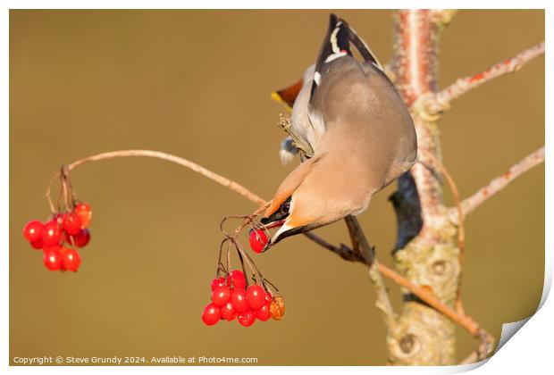 Bohemian Waxwing, with Red Berry  Print by Steve Grundy
