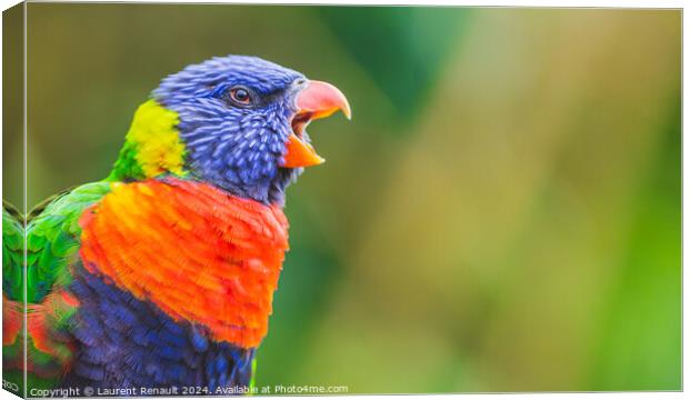 Rainbow Lorikeet parrot bird screaming, opening its beak wide. P Canvas Print by Laurent Renault