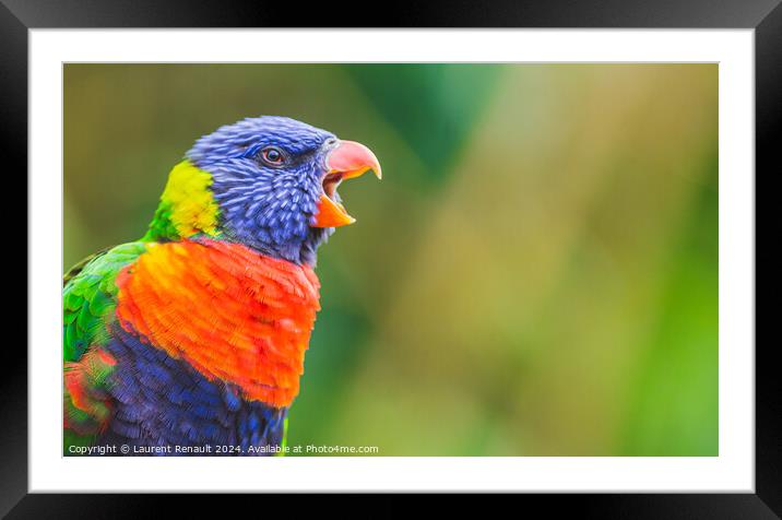 Rainbow Lorikeet parrot bird screaming, opening its beak wide. P Framed Mounted Print by Laurent Renault