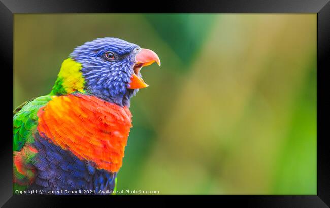 Rainbow Lorikeet parrot bird screaming, opening its beak wide. P Framed Print by Laurent Renault