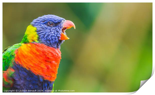 Rainbow Lorikeet parrot bird screaming, opening its beak wide. P Print by Laurent Renault