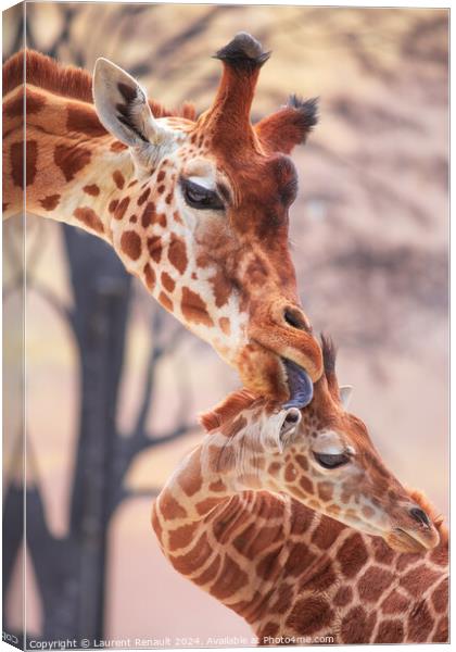 Tender moment of a mother giraffe licking her young giraffe. Pho Canvas Print by Laurent Renault