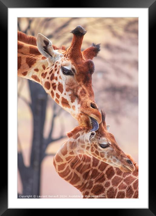 Tender moment of a mother giraffe licking her young giraffe. Pho Framed Mounted Print by Laurent Renault