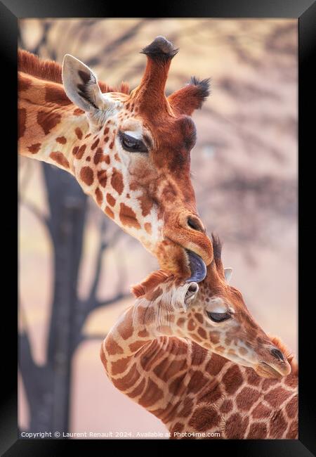 Tender moment of a mother giraffe licking her young giraffe. Pho Framed Print by Laurent Renault