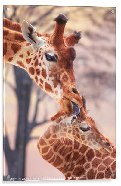 Tender moment of a mother giraffe licking her young giraffe. Pho Acrylic by Laurent Renault