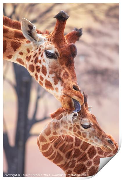 Tender moment of a mother giraffe licking her young giraffe. Pho Print by Laurent Renault