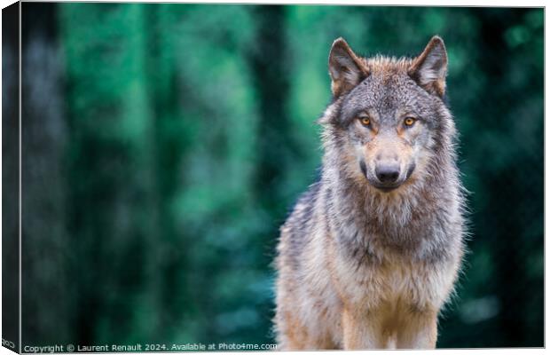 Gray wolf also known as timber wolf looking straight at you in t Canvas Print by Laurent Renault