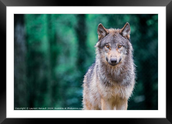 Gray wolf also known as timber wolf looking straight at you in t Framed Mounted Print by Laurent Renault