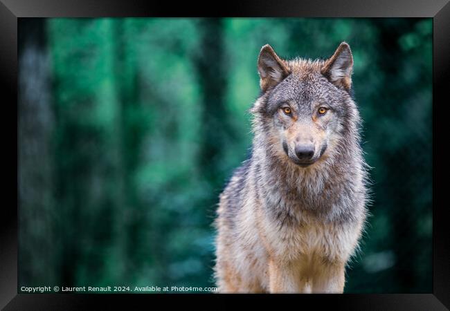 Gray wolf also known as timber wolf looking straight at you in t Framed Print by Laurent Renault