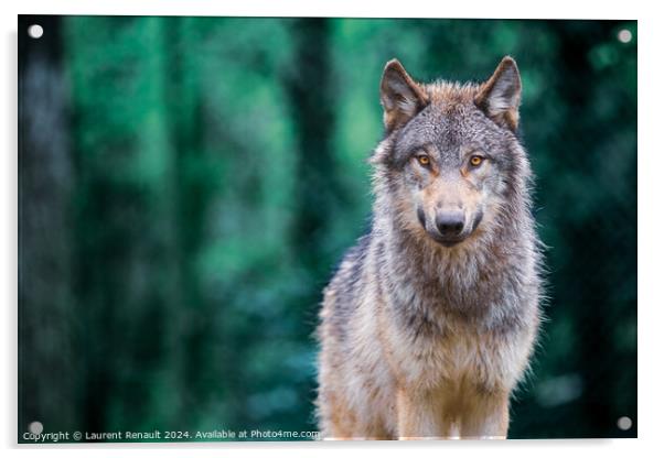 Gray wolf also known as timber wolf looking straight at you in t Acrylic by Laurent Renault