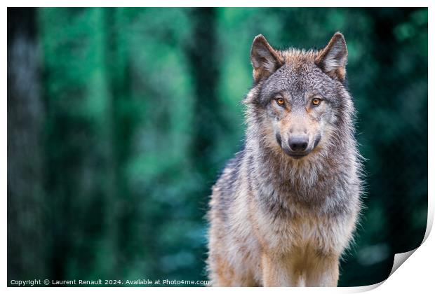 Gray wolf also known as timber wolf looking straight at you in t Print by Laurent Renault