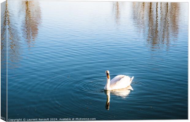 Mute swan gliding across a lake at dawn Canvas Print by Laurent Renault