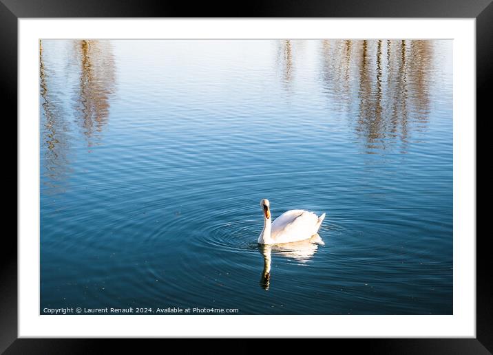 Mute swan gliding across a lake at dawn Framed Mounted Print by Laurent Renault