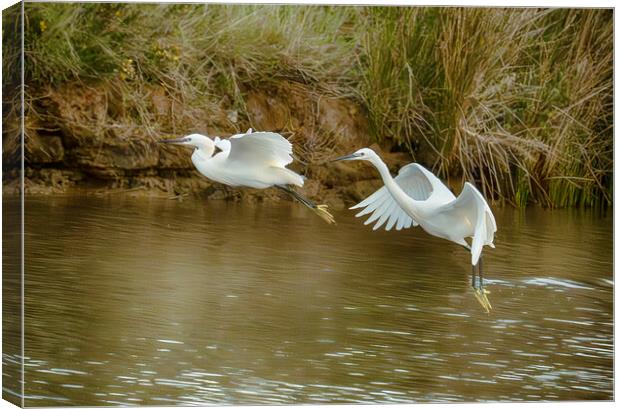  flying  little egrets Canvas Print by kathy white