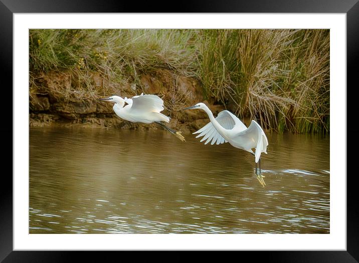  flying  little egrets Framed Mounted Print by kathy white