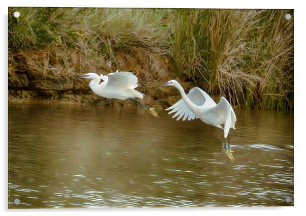  flying  little egrets Acrylic by kathy white