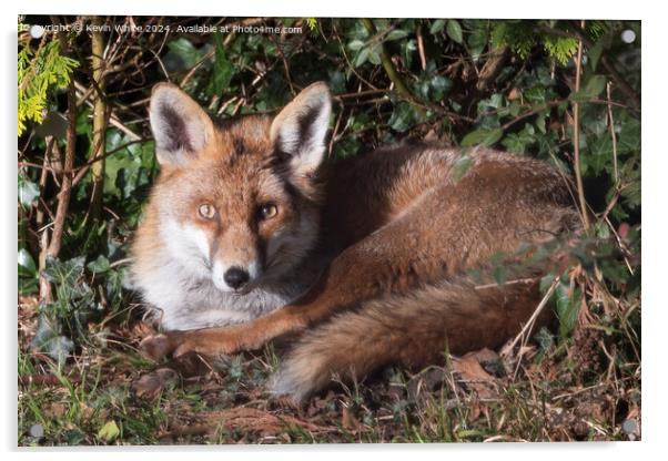 Red fox laying in the sun Acrylic by Kevin White
