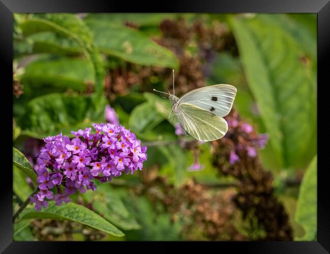 Large White Butterfly in Flight Framed Print by Colin Allen