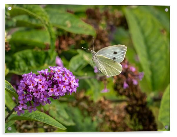 Large White Butterfly in Flight Acrylic by Colin Allen
