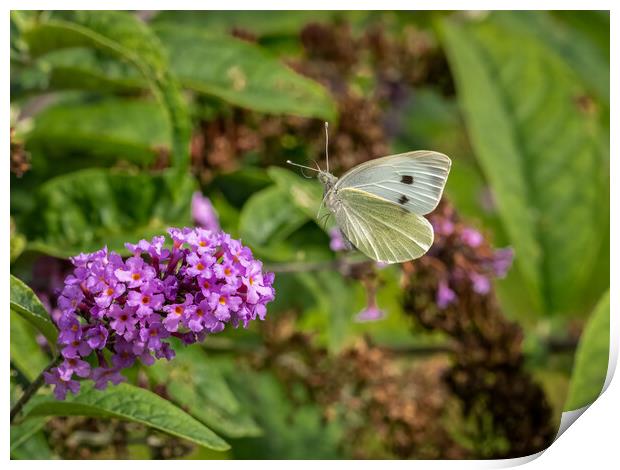 Large White Butterfly in Flight Print by Colin Allen