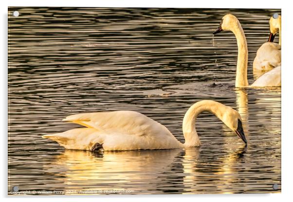 White Trumpeter Swans Juanita Bay Lake Washington Acrylic by William Perry