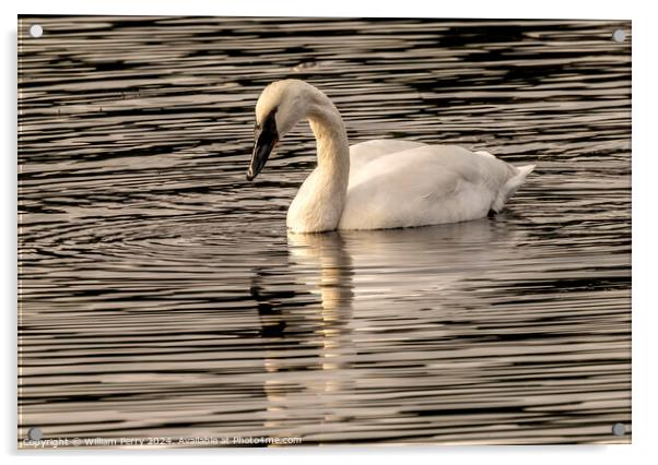White Trumpeter Swan Juanita Bay Lake Washington Kirkland Washii Acrylic by William Perry