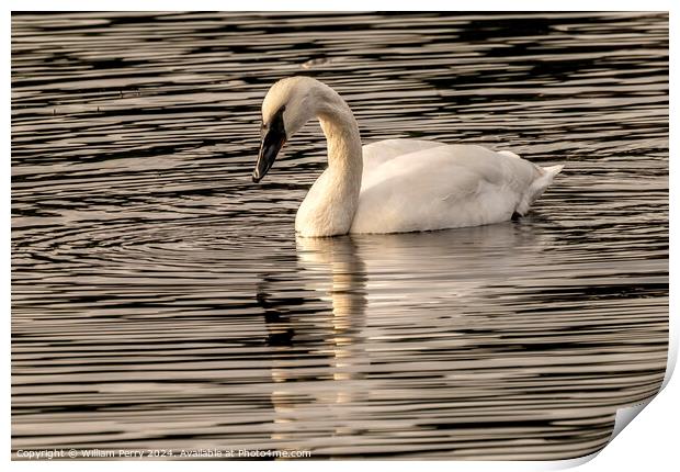 White Trumpeter Swan Juanita Bay Lake Washington Kirkland Washii Print by William Perry