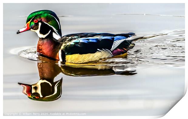 Wood Duck Juanita Bay Lake Washington Kirkland Washington Print by William Perry