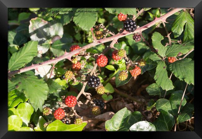 Blackberries in a forest during summer Framed Print by aurélie le moigne