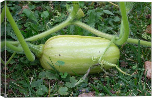 Butternut squash growing in a vegetable garden Canvas Print by aurélie le moigne