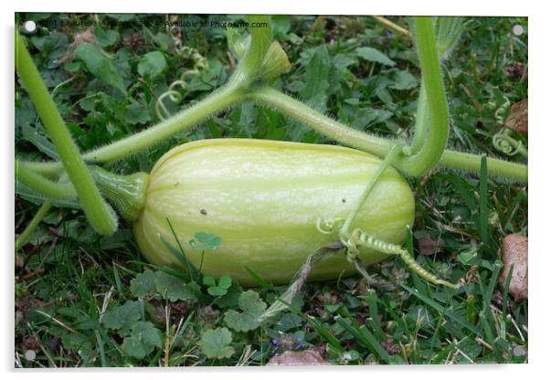 Butternut squash growing in a vegetable garden Acrylic by aurélie le moigne