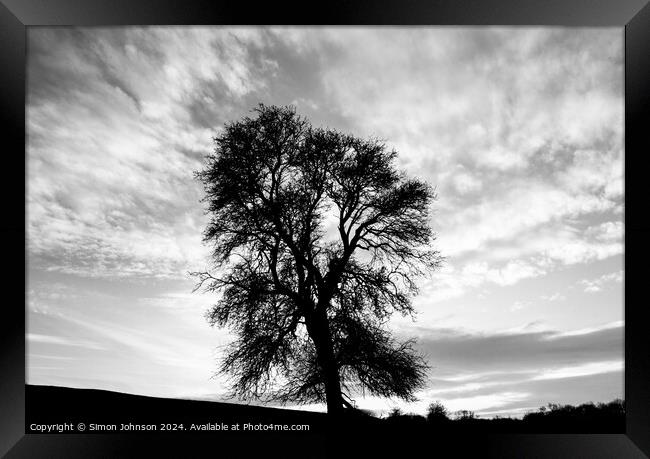 Plant tree Framed Print by Simon Johnson