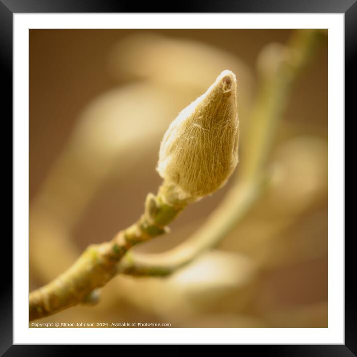 magnolia Bud Framed Mounted Print by Simon Johnson