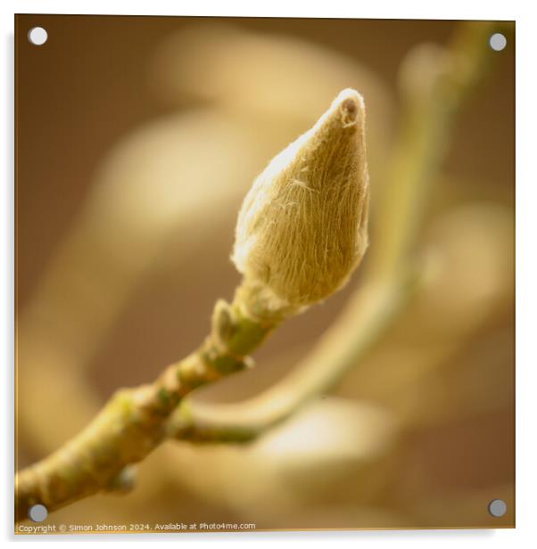 magnolia Bud Acrylic by Simon Johnson