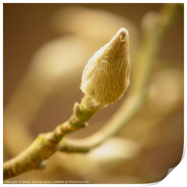 magnolia Bud Print by Simon Johnson