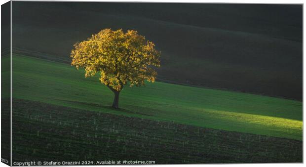 Beautiful sunset light on a lonely tree in Tuscany. Canvas Print by Stefano Orazzini