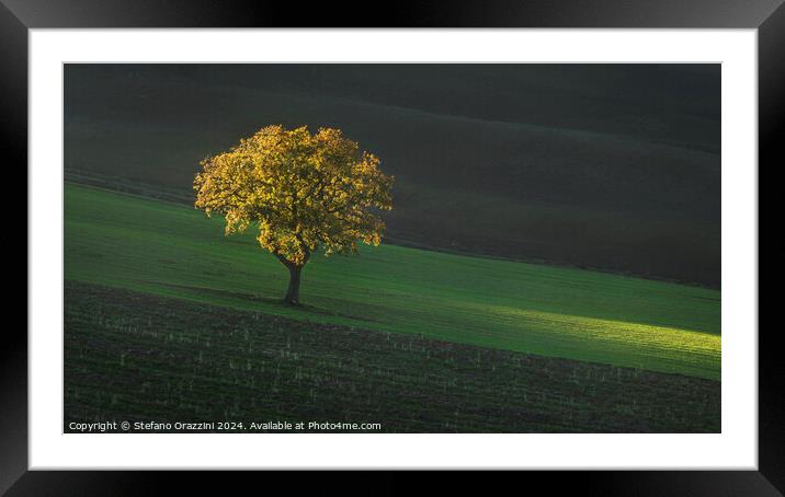 Beautiful sunset light on a lonely tree in Tuscany. Framed Mounted Print by Stefano Orazzini