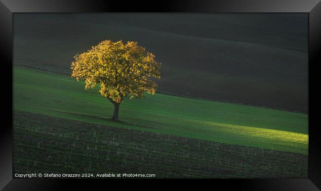 Beautiful sunset light on a lonely tree in Tuscany. Framed Print by Stefano Orazzini